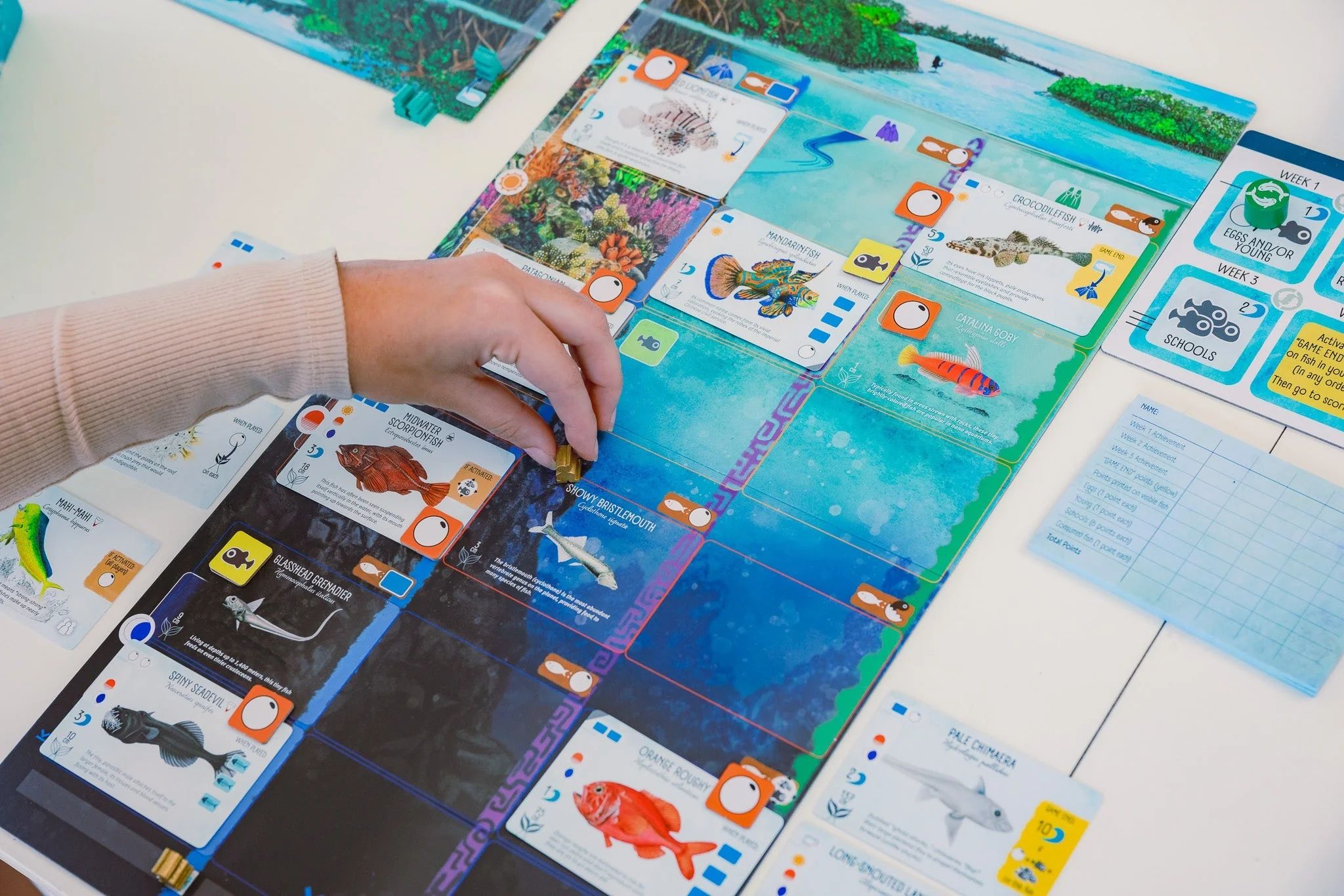 Finspan Board Game - Image 5